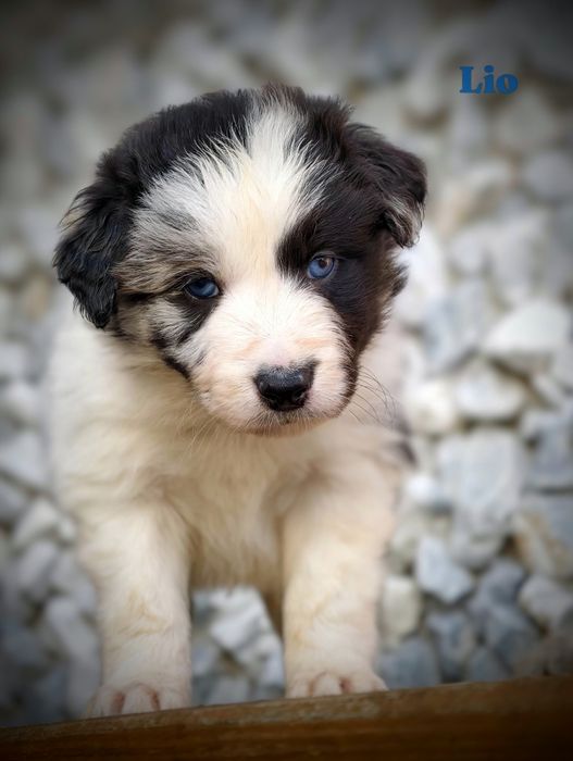 Border collie piesek Blue merle przebadani rodzice