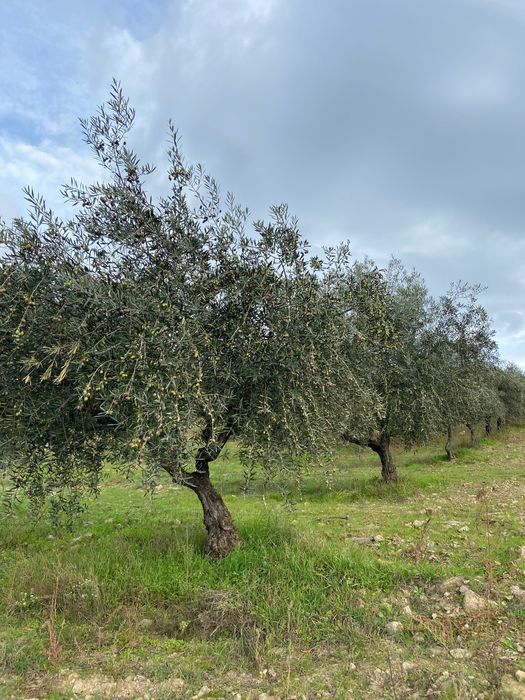 Azeite a granel de Mirandela