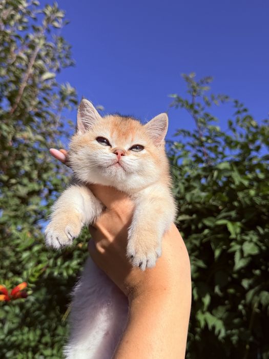 Класні , породні котик та кішечка британці