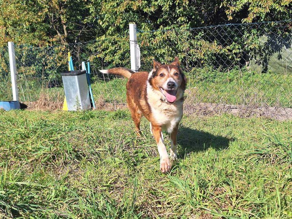 mix owczarka Collie szuka domu