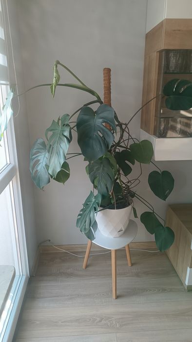 Kwiatek roślina monstera