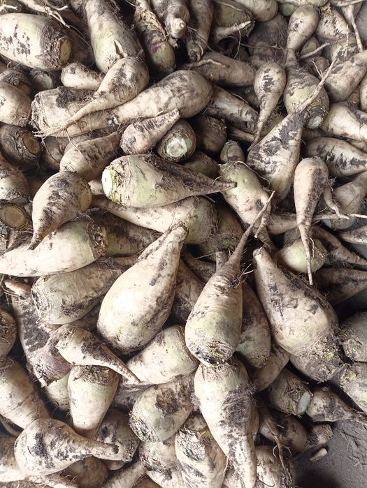 Продам буряк кормовий