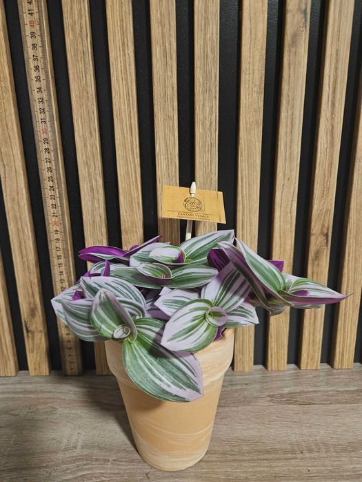 Trzykrotka Tradescantia Nanouk 20 cm