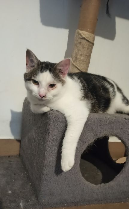 Kocurek Karolek czeka na dom