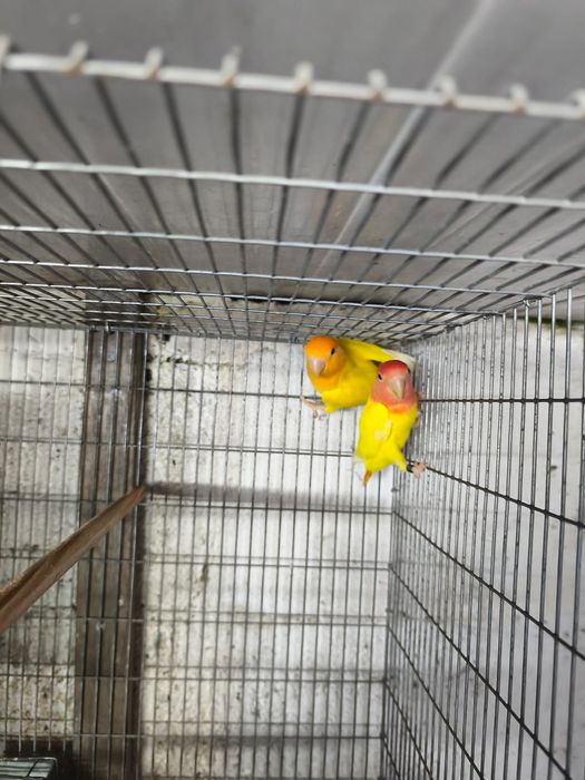 Casais agapornis mais gaiola