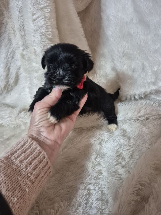 Biewer Terrier Macho Nego Criadora Registada PT 3088 FL