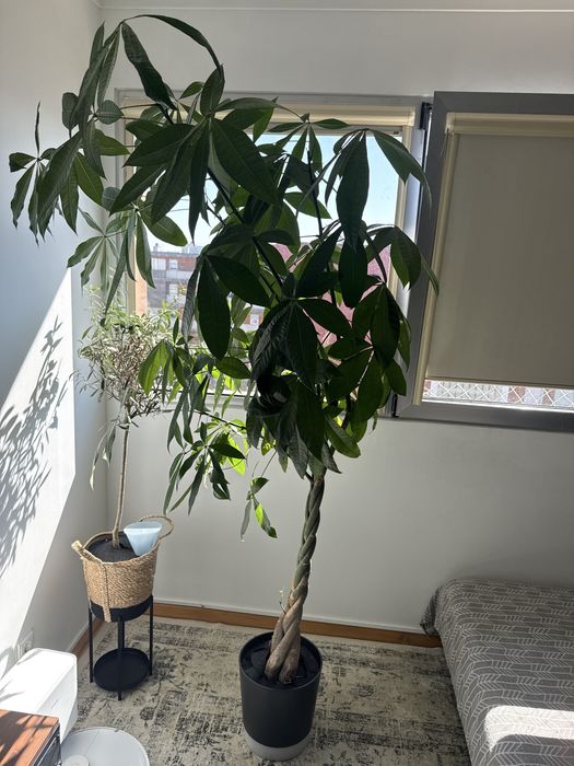 Plantas interiores