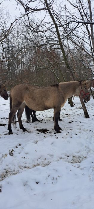 Klacze programowe Konika Polskiego