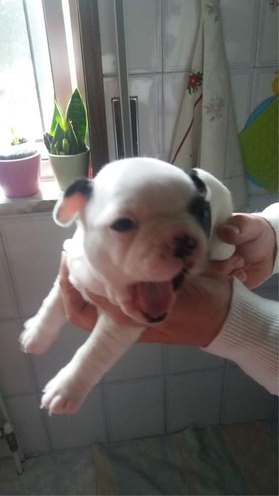 Bulldog francês disponível