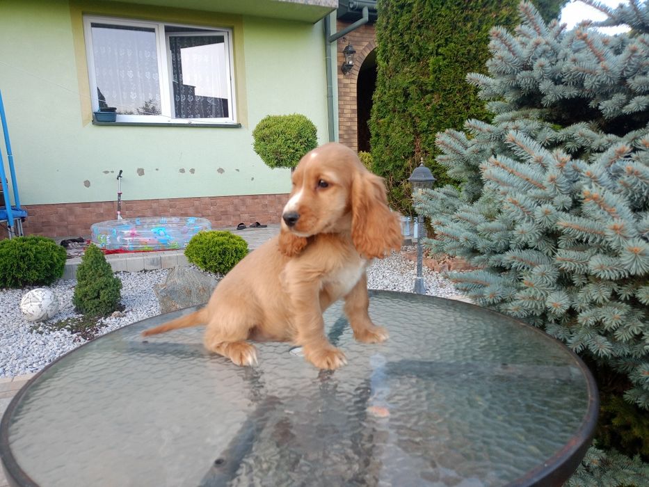 Sprzedam pieska Cocker spaniel