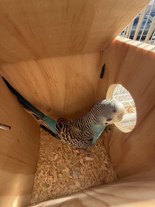 1 femeaa periquitos australianos com gaiola e comedouro