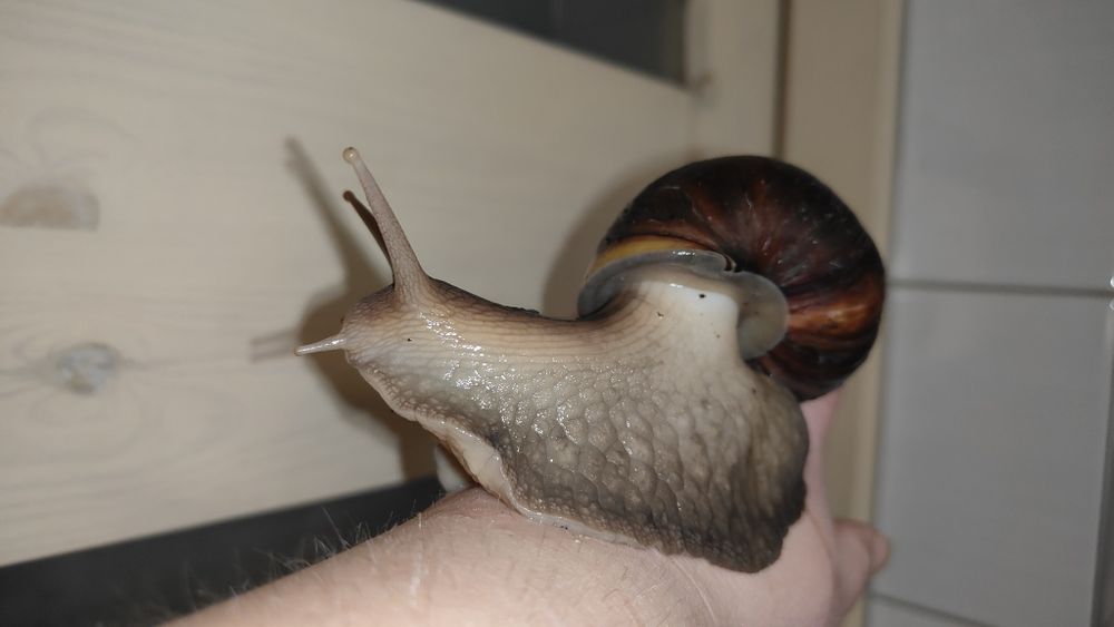 Ślimak afrykański młode i dorosłe achatina