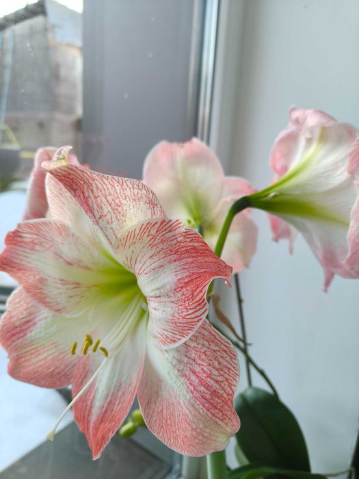 Гіпеаструм/Амариліс