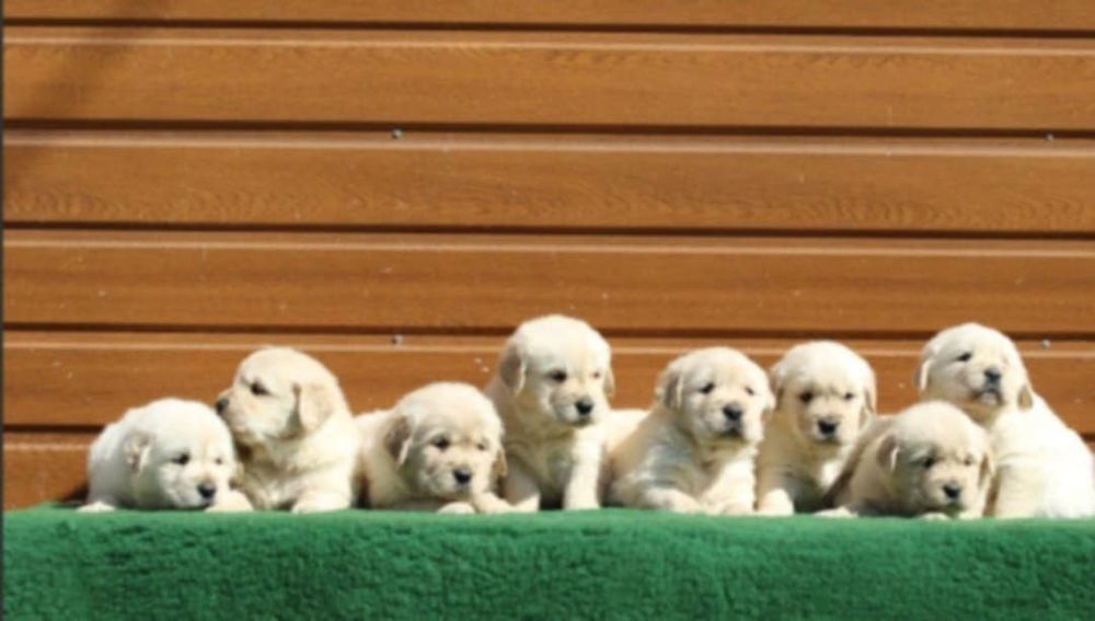 Golden retriever zkwp fci  w typie  Amerykańskim