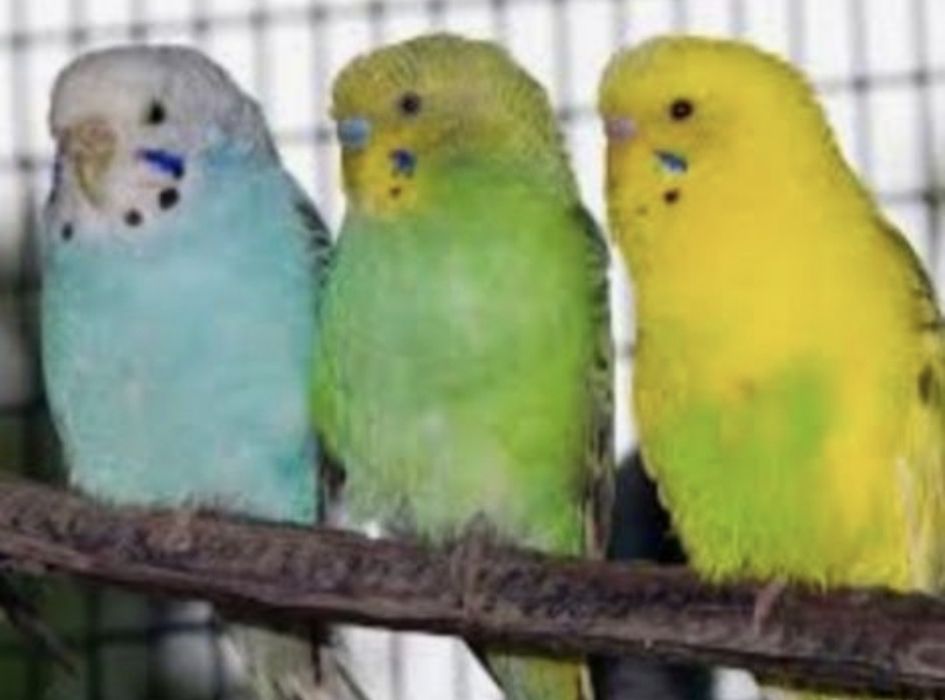 Periquitos para venda, várias cores