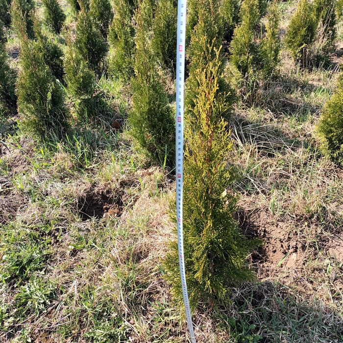 Tuja szmaragd z gruntu