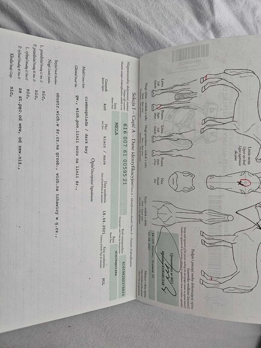 Klacz Wlkp. z licencją. REZERWACJA
