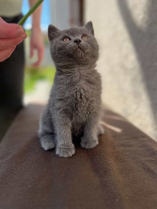 Кошеня британське прямовухе
