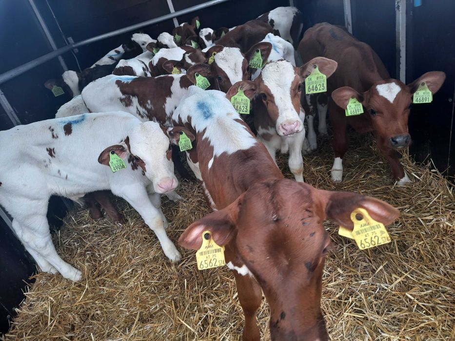 Byczki Barcin i okolice