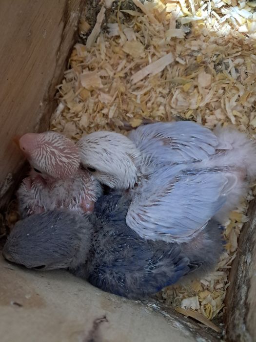 Agapornis roseicollis para criar á mão