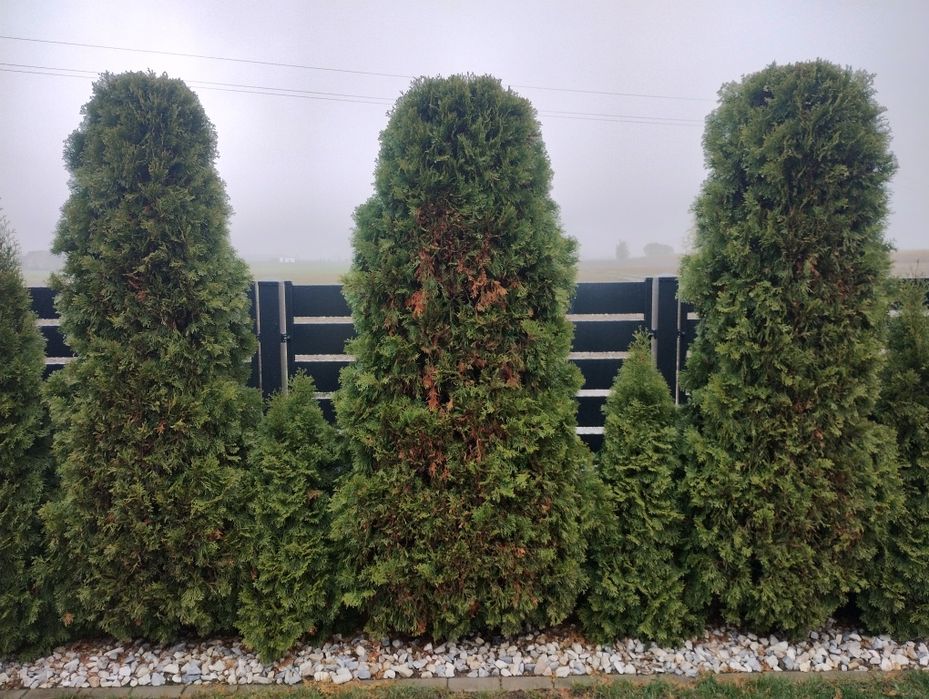 Tuja szmaragd wysoka