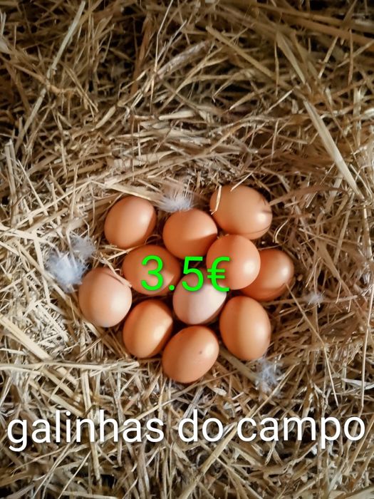 Ovos caseiros (galinhas livres)