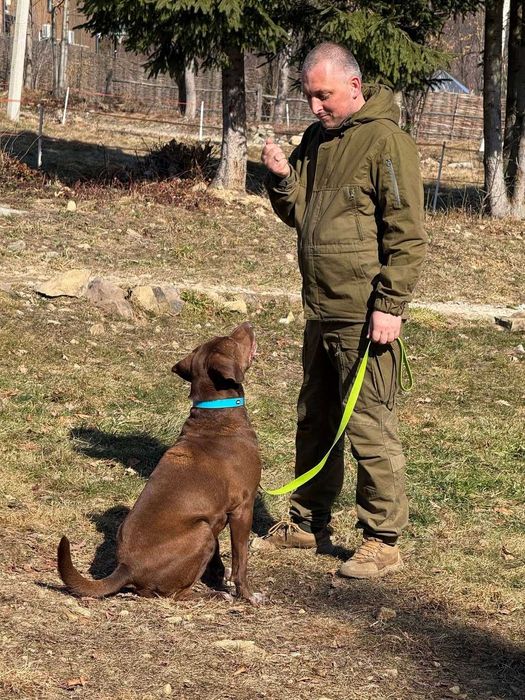 Грант, курцхаар, шукає дім