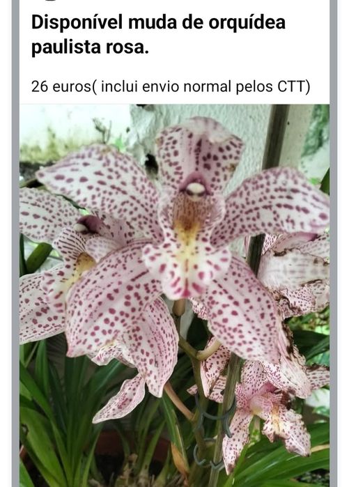 Mudas de orquídeas disponíveis
