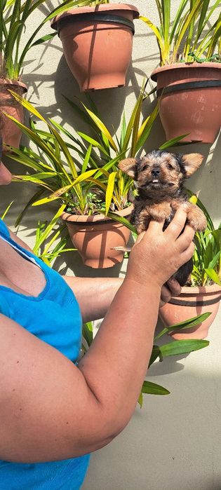 Yorkshire terrier macho