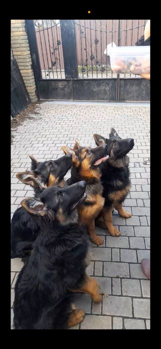 Продам цуценят німецької вівчарки