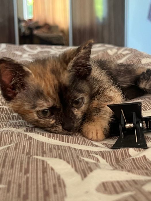 Маленька киця шукає дім