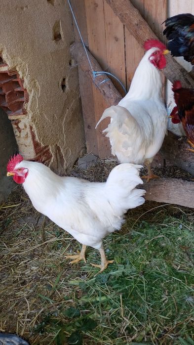 Venda dos galos caseiro bonitos  25 euros os dois