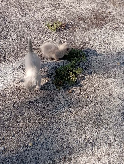 Gatinhas para adoção