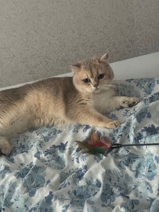 Котик британець короткошерстий