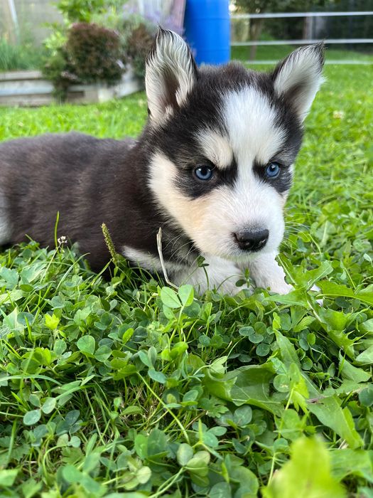 Szczeniak husky