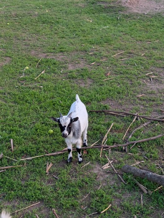 Macho anão com três meses