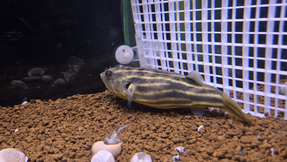 Tetradon fahaka +15cm