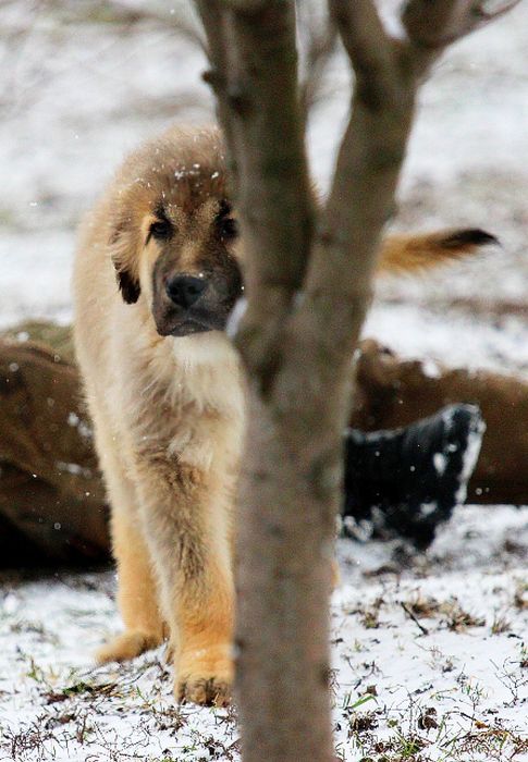Цуценята  кавказької вівчарки.