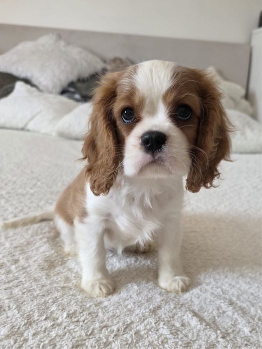 Cavalier Kinga Charles Spaniel - sunia
