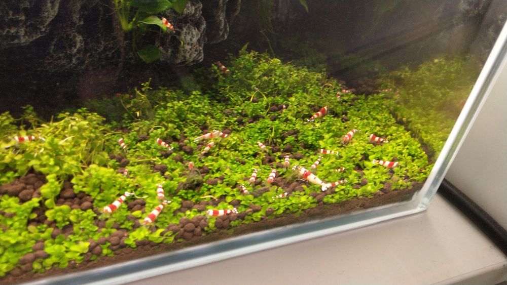 Paludarium Invital 45cm + Caridina cristal red akwarium krewetkarium i terrarium w jednym