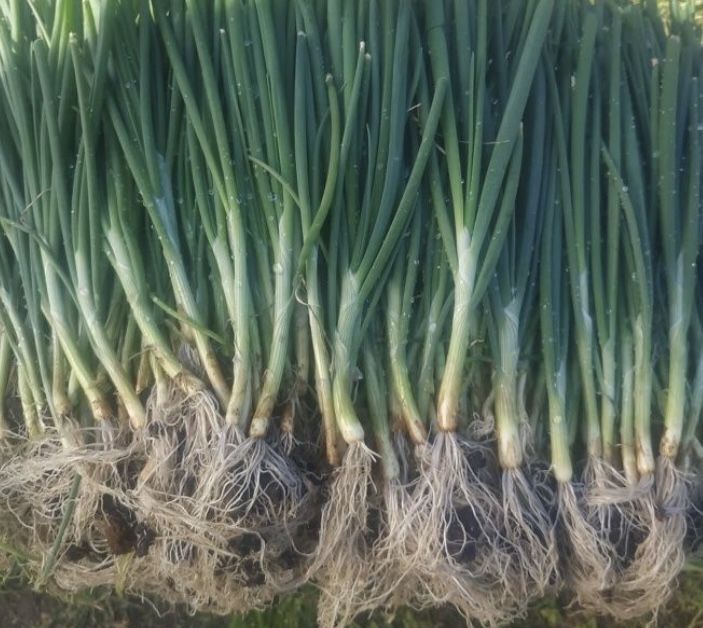 Cebolo  e tomate cherry para plantar