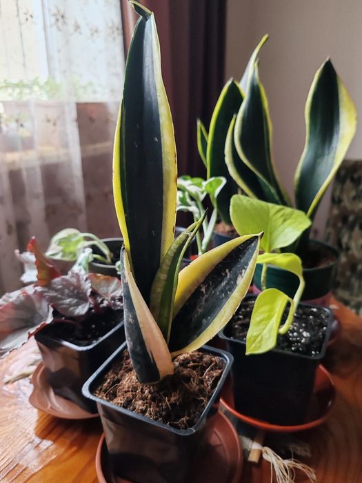 Сансеньвєрія.        .