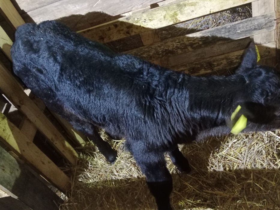 Sprzedam byczka LM i HO