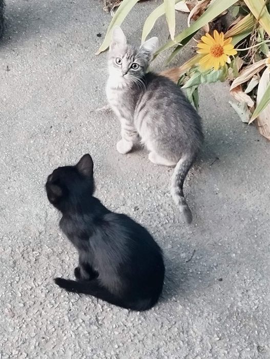 Кошенята, дівчинки.