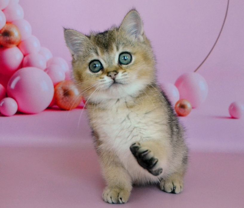 Золотi британськi  кошенята