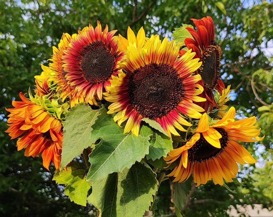 F-RA PASZPORT Słonecznik ozdobny nasiona TAYIO MIX ODMIAN