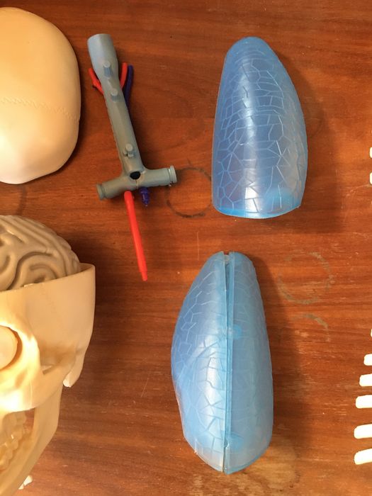 Skeleton (pieces): lungs, skull, eyes, ribs, sternum, scapula64584330146946122