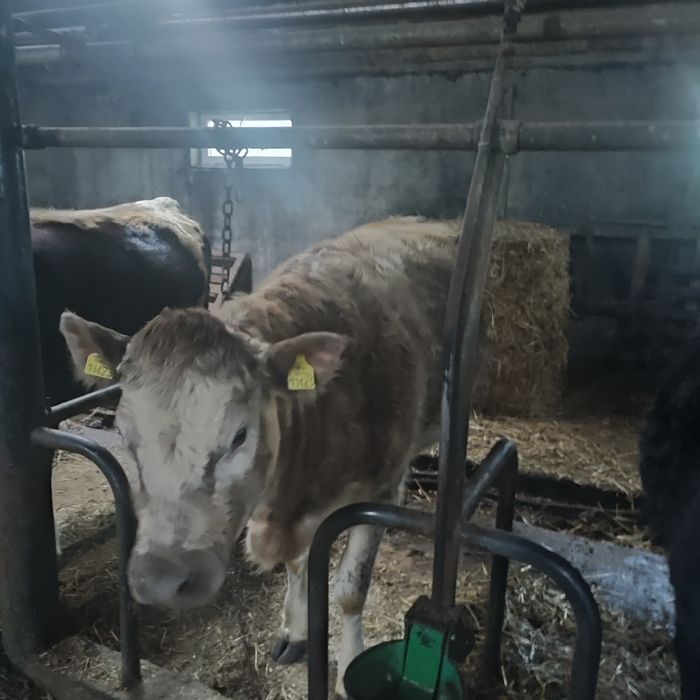 Jałówki cielne mięsne