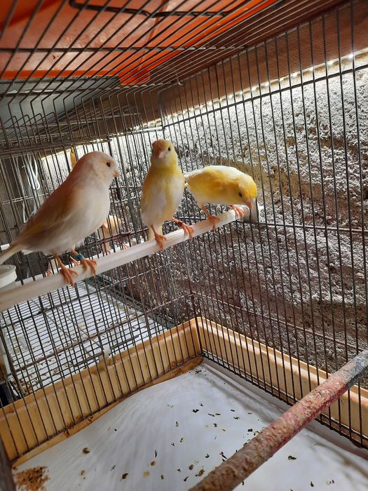 Canários para venda