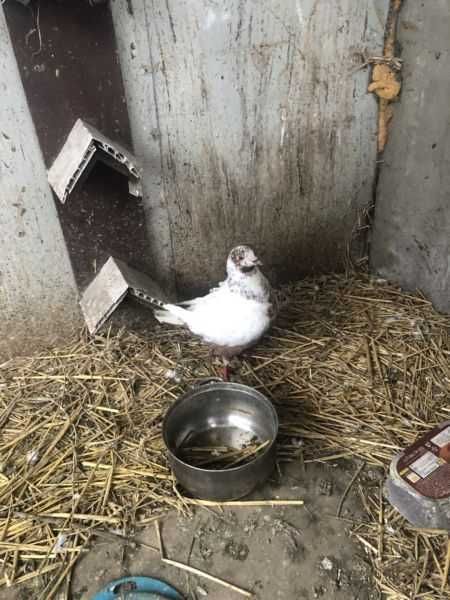 Gołębie kingi młode